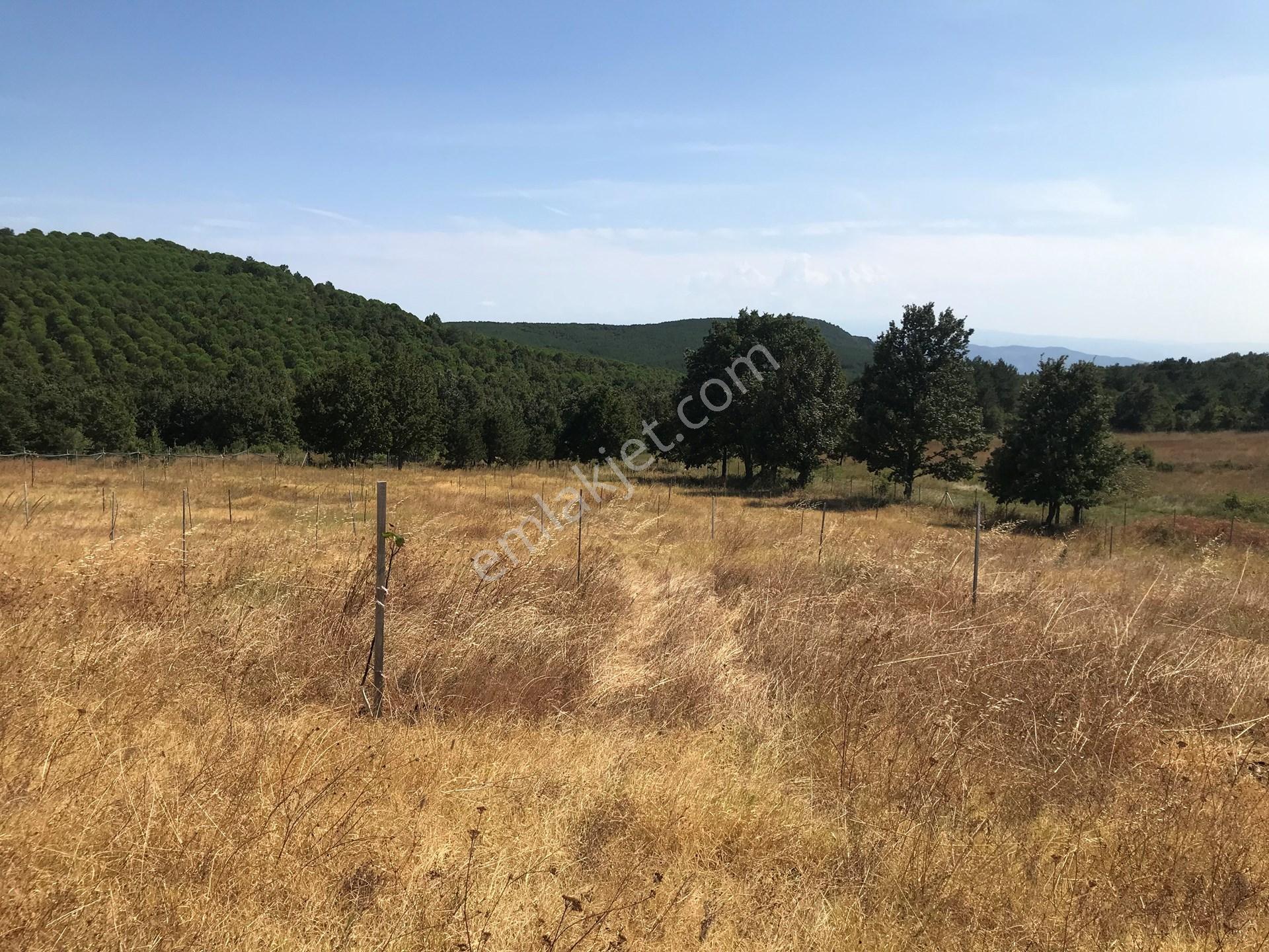 Yalova Armutlu Hayriye Köyü Doğa İçinde Yatırımlık 2960 M2 Fırsat Parsel — fotoğraf 7