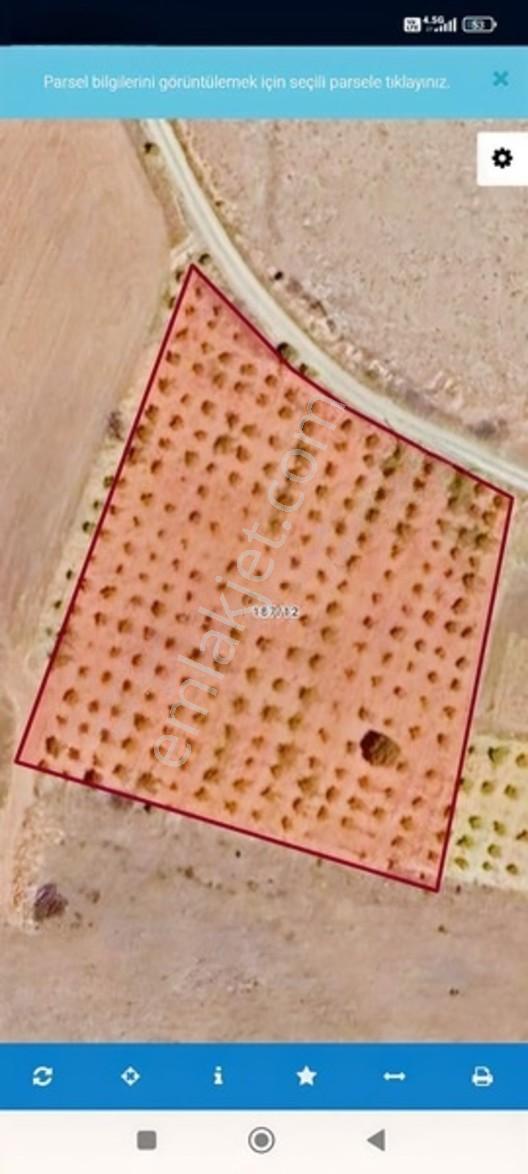 Koruk Köyünde 7,798M2 450 Kök Üzüm Bağı