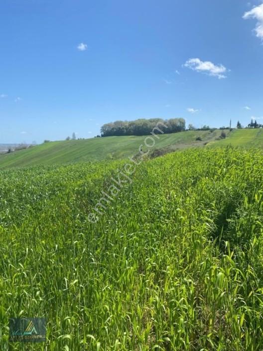 Mavi Atlas'Tan Alaçam Yeniköy'De Deniz Manzaralı 4 Dönüm Tarla