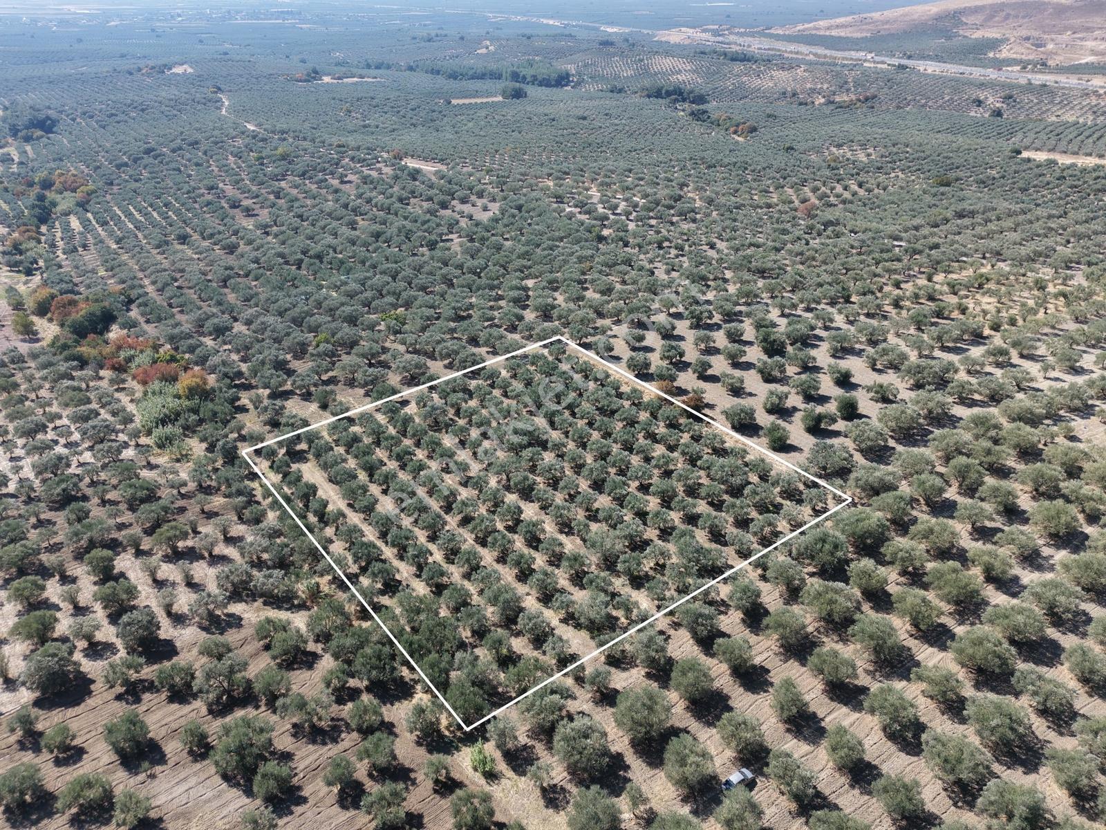 Ballıca Mahallesinde Satılık 8.250 M² Tam Verimde Zeytin Bahçes — fotoğraf 2
