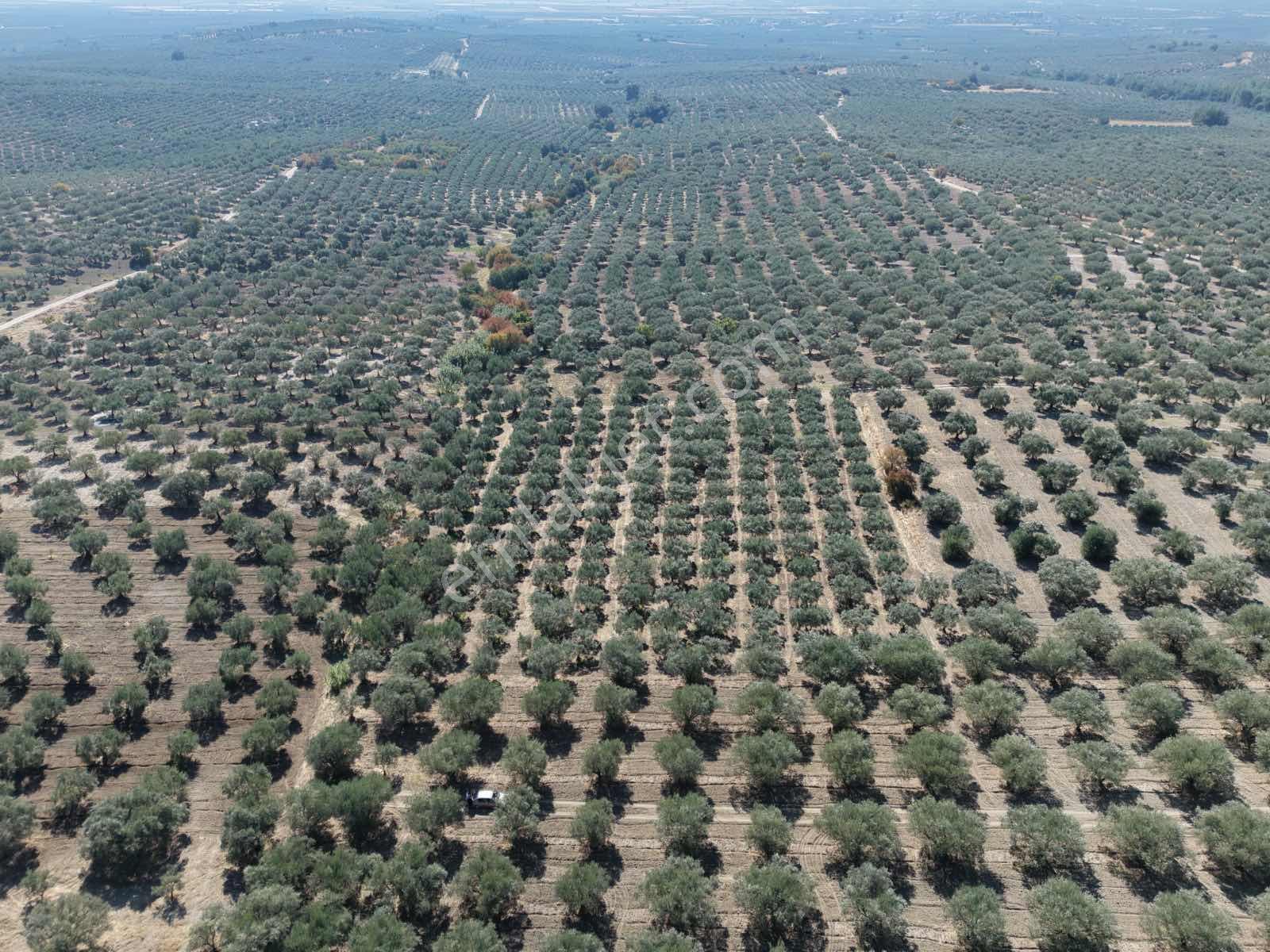 Ballıca Mahallesinde Satılık 8.250 M² Tam Verimde Zeytin Bahçes — fotoğraf 3