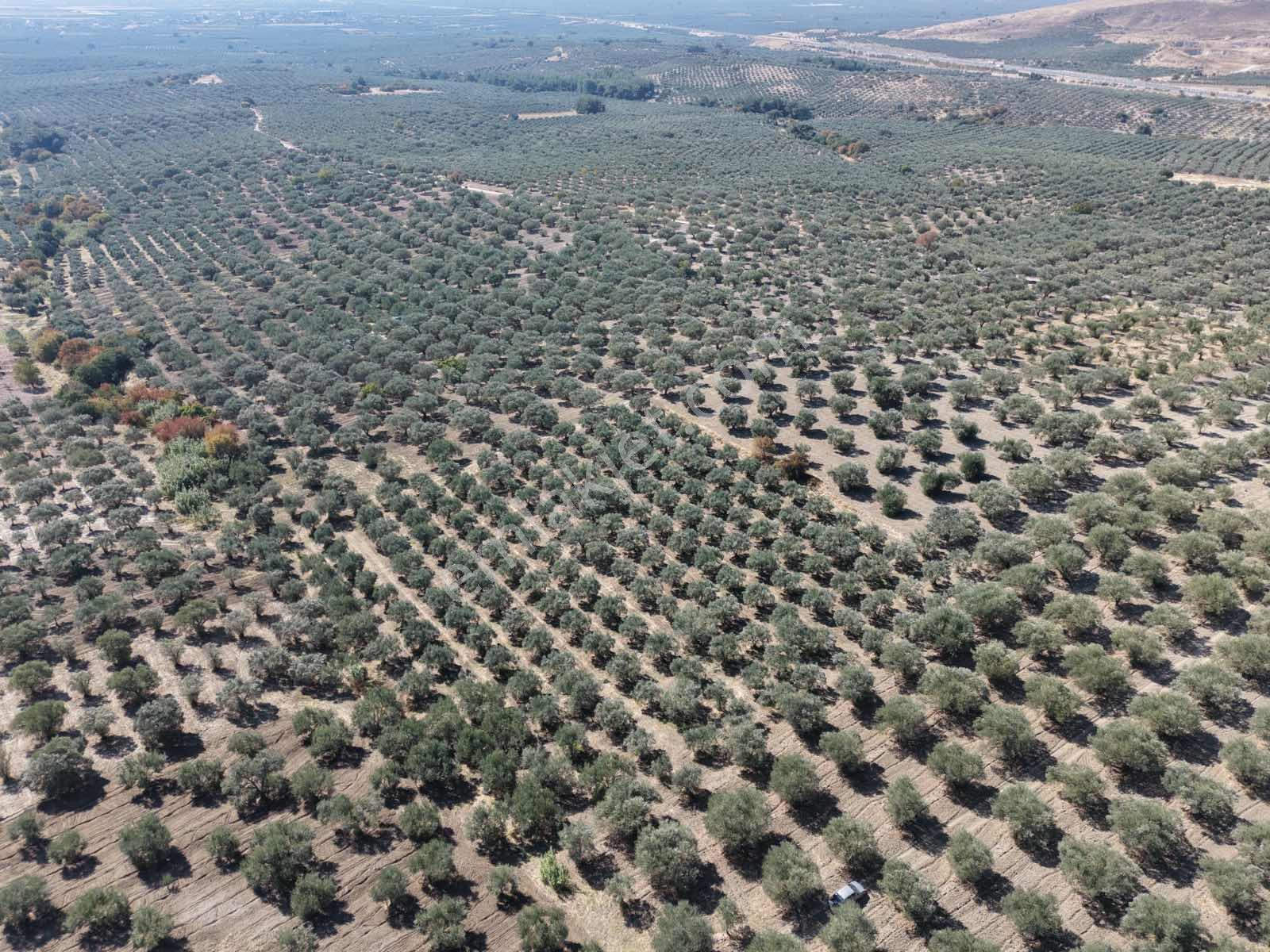 Ballıca Mahallesinde Satılık 8.250 M² Tam Verimde Zeytin Bahçes — fotoğraf 4