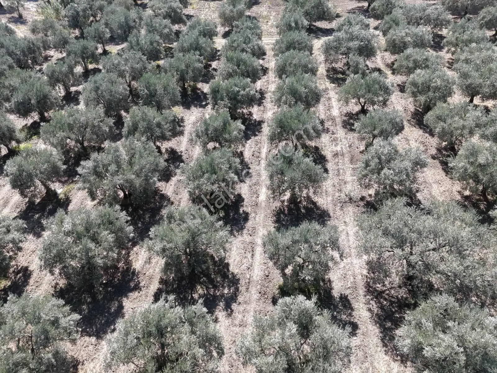 Ballıca Mahallesinde Satılık 8.250 M² Tam Verimde Zeytin Bahçes — fotoğraf 5