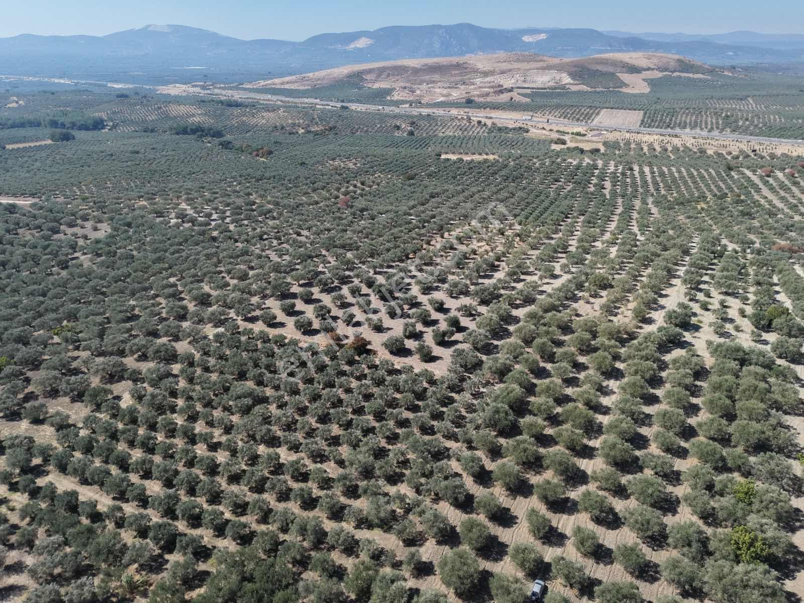 Ballıca Mahallesinde Satılık 8.250 M² Tam Verimde Zeytin Bahçes — fotoğraf 6