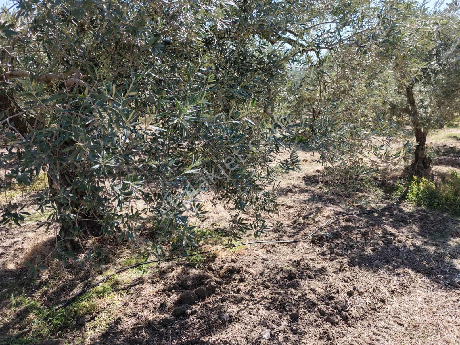 Ballıca Mahallesinde Satılık 8.250 M² Tam Verimde Zeytin Bahçes — fotoğraf 7