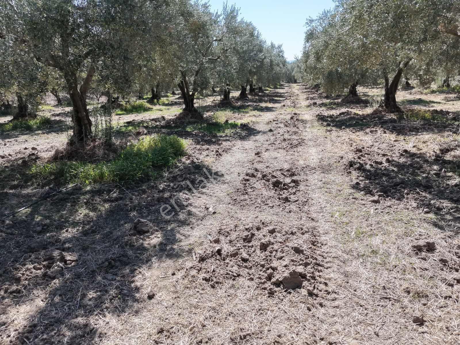 Ballıca Mahallesinde Satılık 8.250 M² Tam Verimde Zeytin Bahçes — fotoğraf 8