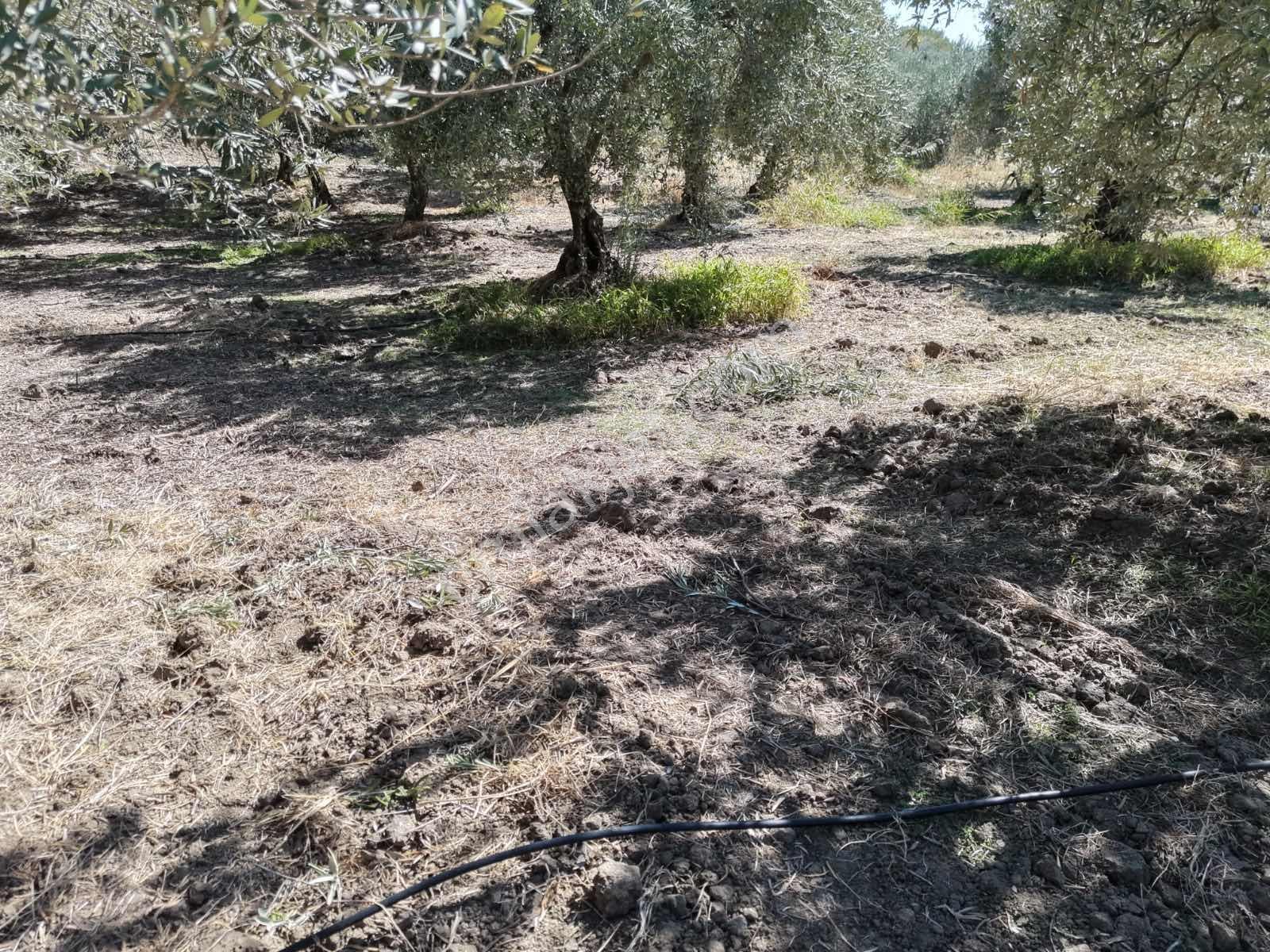Ballıca Mahallesinde Satılık 8.250 M² Tam Verimde Zeytin Bahçes — fotoğraf 9
