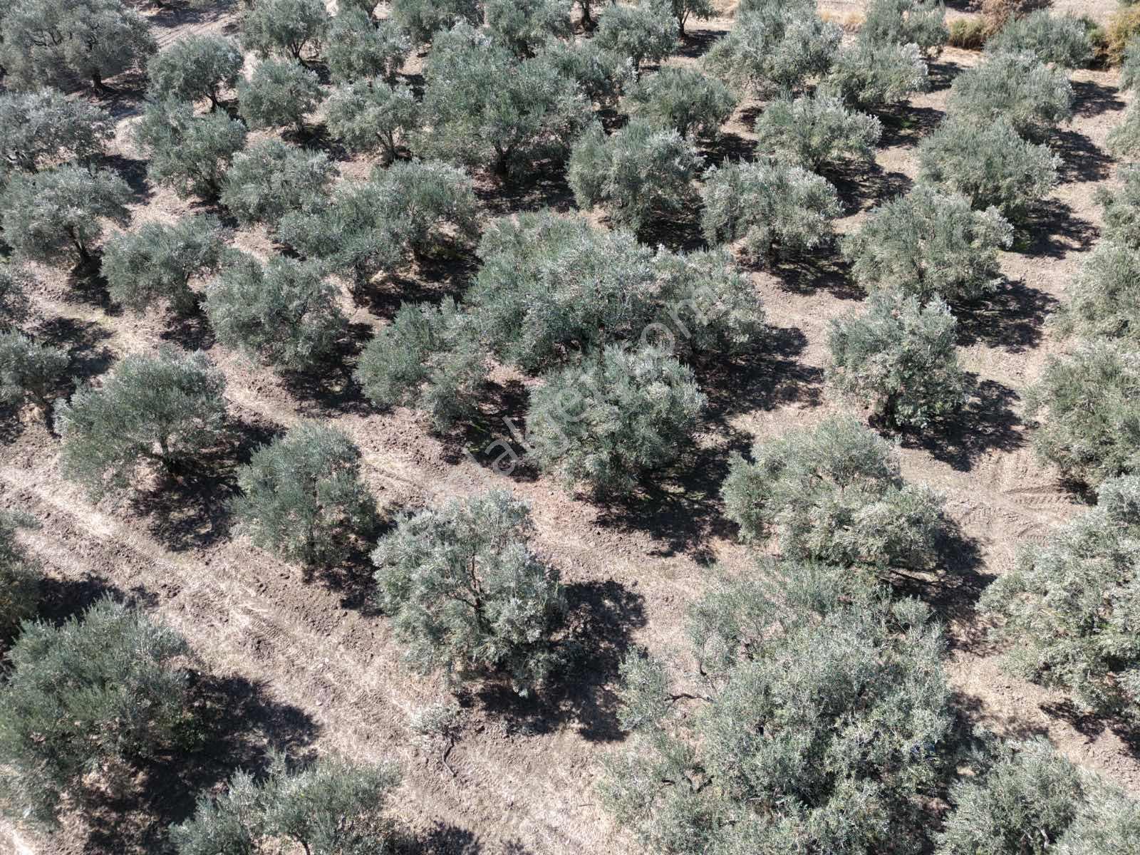 Ballıca Mahallesinde Satılık 8.250 M² Tam Verimde Zeytin Bahçes — fotoğraf 10