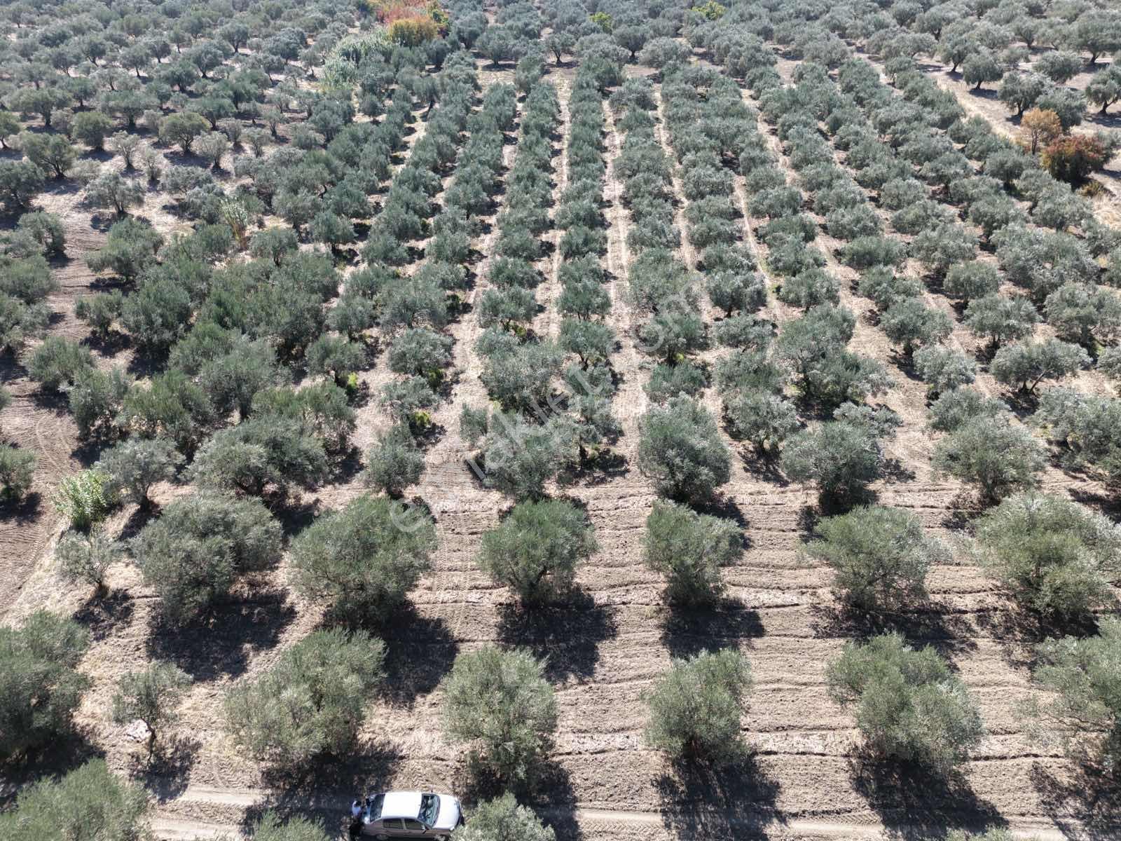 Ballıca Mahallesinde Satılık 8.250 M² Tam Verimde Zeytin Bahçes — fotoğraf 11