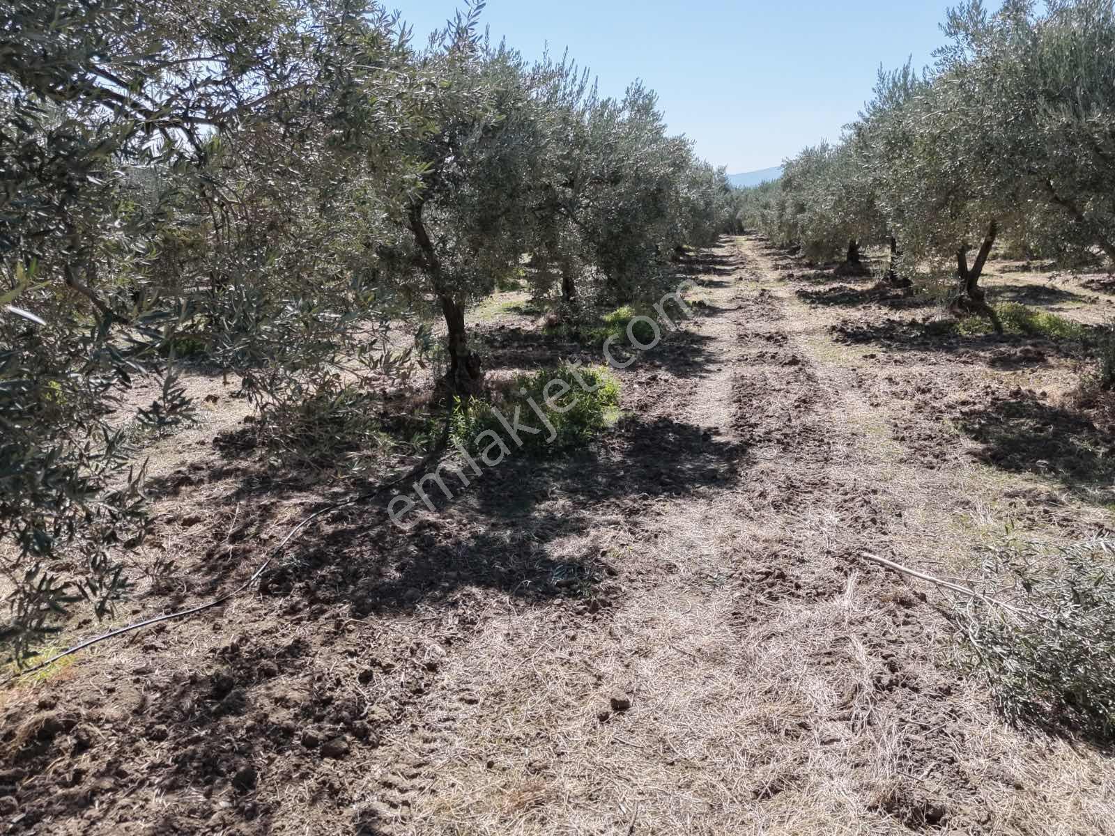 Ballıca Mahallesinde Satılık 8.250 M² Tam Verimde Zeytin Bahçes — fotoğraf 12