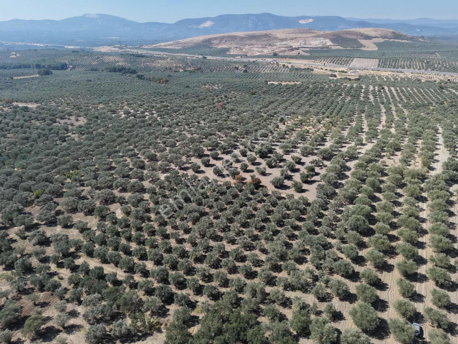 Ballıca Mahallesinde Satılık 8.250 M² Tam Verimde Zeytin Bahçes — fotoğraf 13