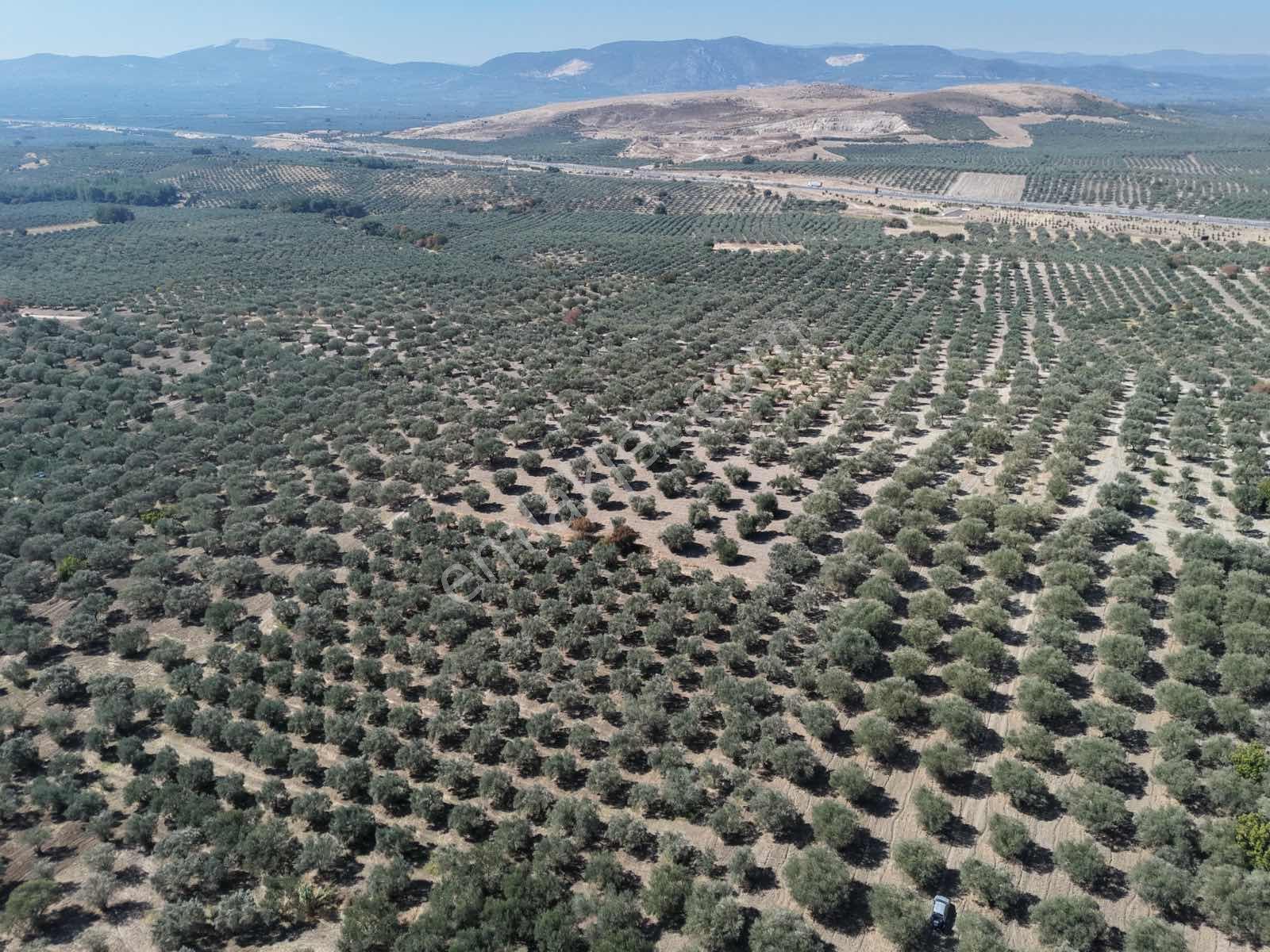 Ballıca Mahallesinde Satılık 8.250 M² Tam Verimde Zeytin Bahçes — fotoğraf 14