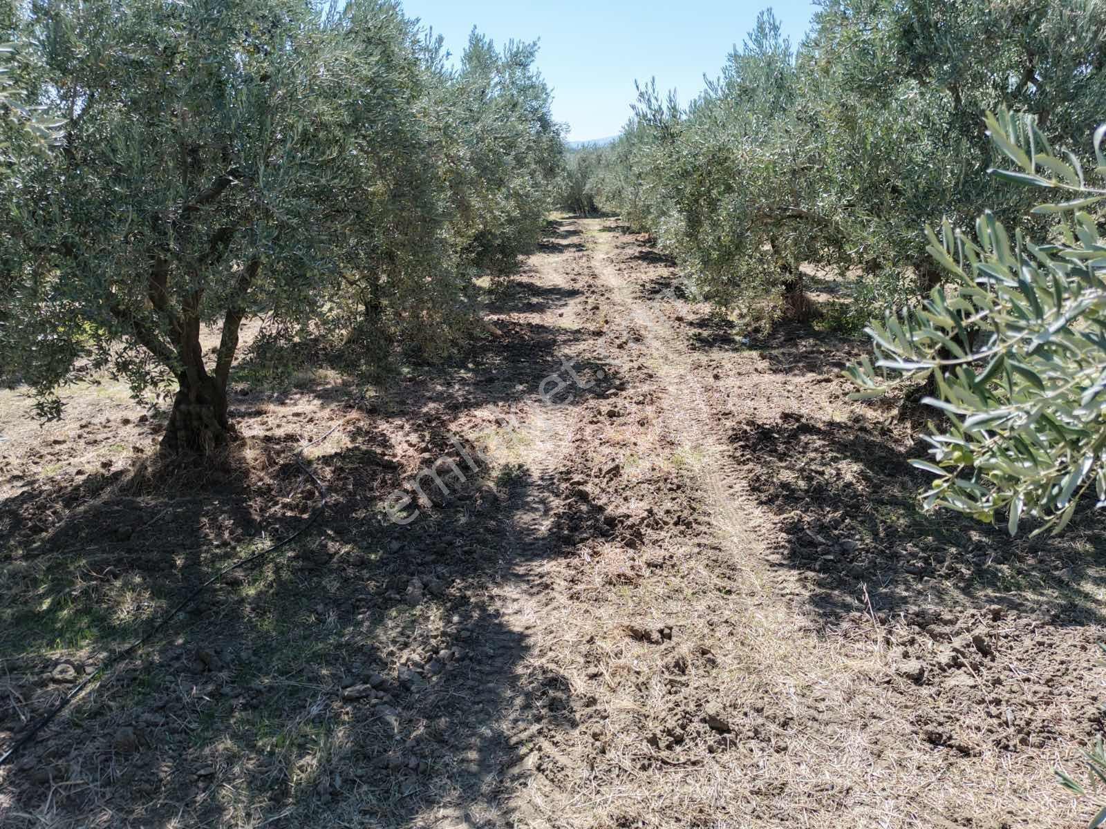 Ballıca Mahallesinde Satılık 8.250 M² Tam Verimde Zeytin Bahçes — fotoğraf 15