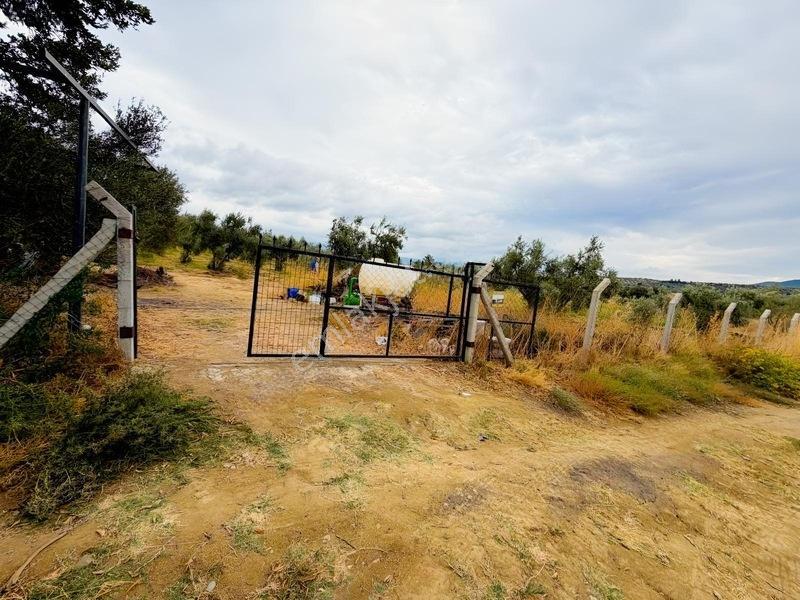 Etrafı Telle Cevrili Uygun Yatırımlık Tarla Tabulu Zeytinlik — fotoğraf 4