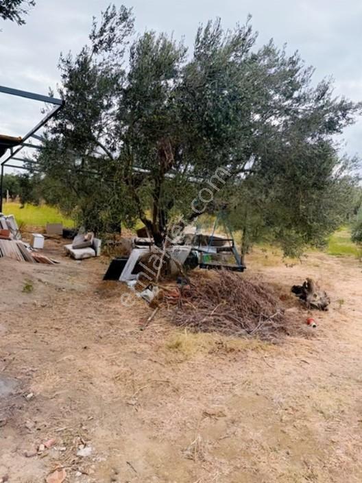 Etrafı Telle Cevrili Uygun Yatırımlık Tarla Tabulu Zeytinlik — fotoğraf 9