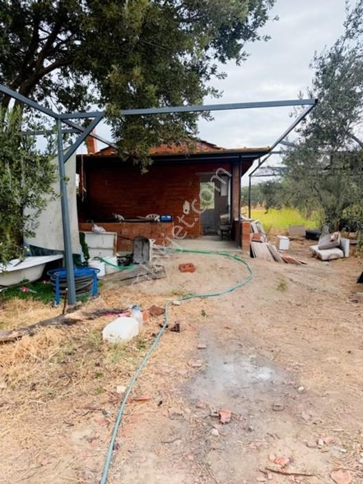 Etrafı Telle Cevrili Uygun Yatırımlık Tarla Tabulu Zeytinlik — fotoğraf 10