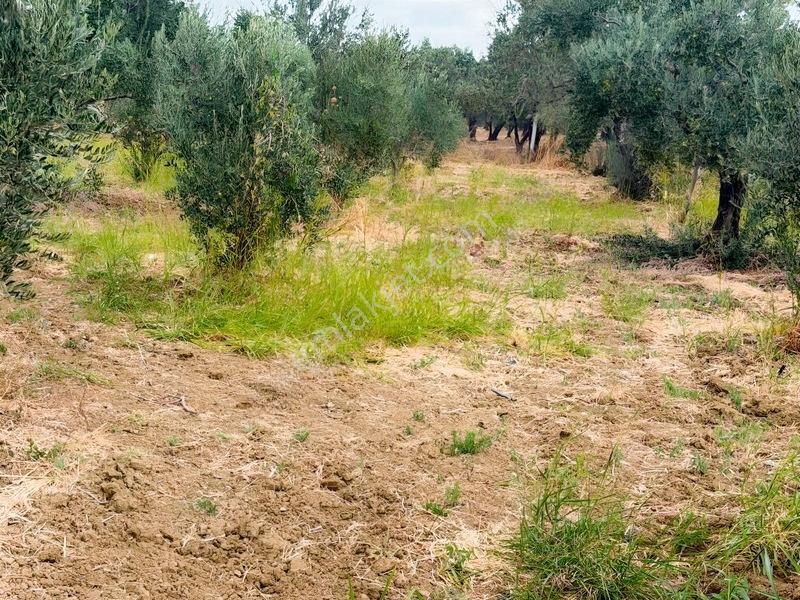 Etrafı Telle Cevrili Uygun Yatırımlık Tarla Tabulu Zeytinlik — fotoğraf 14