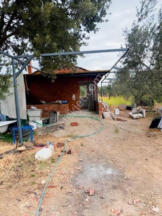 Etrafı Telle Cevrili Uygun Yatırımlık Tarla Tabulu Zeytinlik — fotoğraf 15