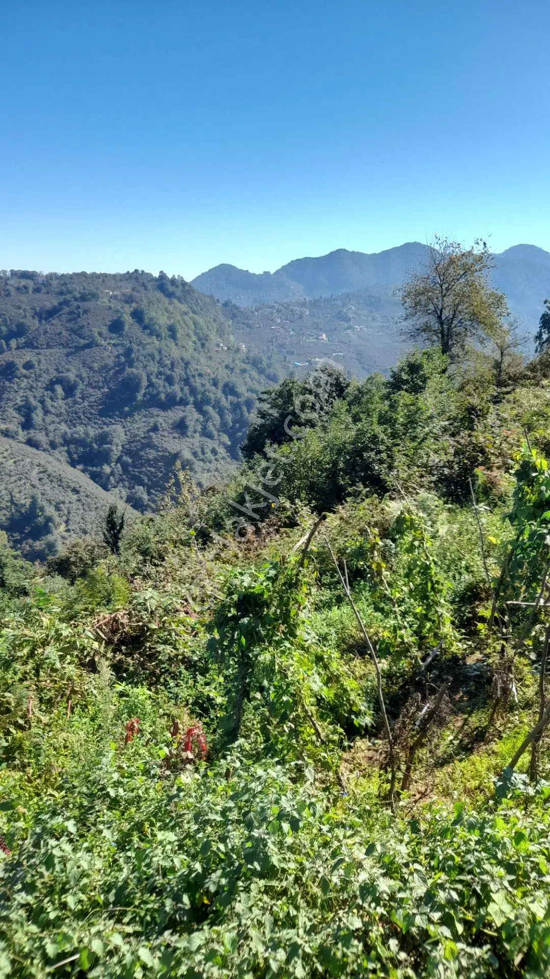 Wisremden Giresun Keşap'ta Deniz Manzaralı Bahçe — fotoğraf 3