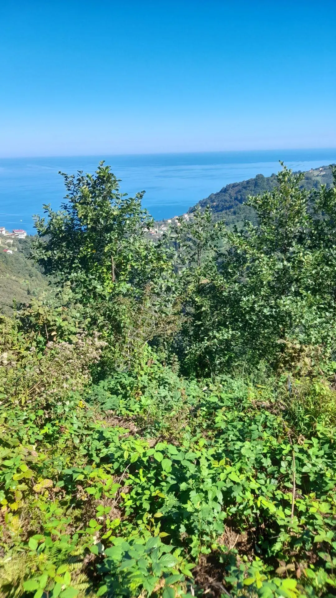 Wisremden Giresun Keşap'ta Deniz Manzaralı Bahçe — fotoğraf 7