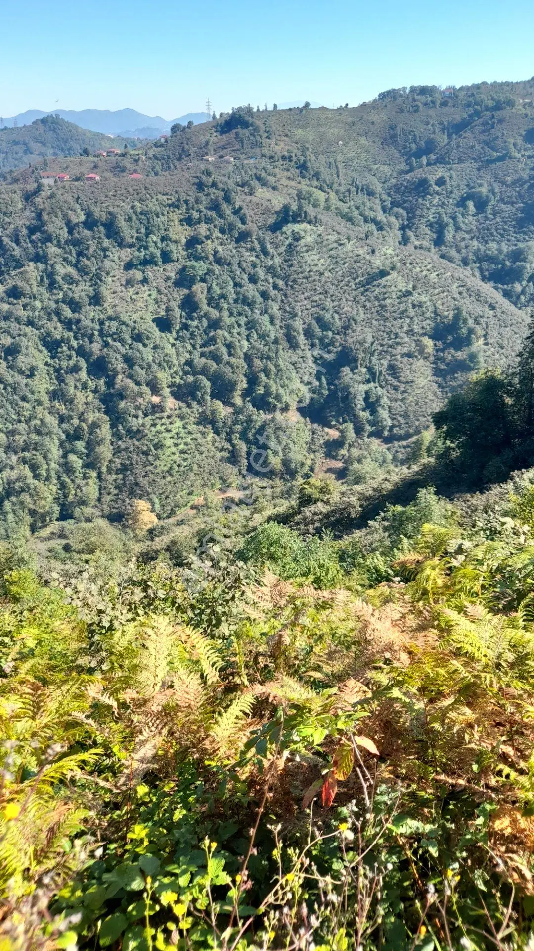 Wisremden Giresun Keşap'ta Deniz Manzaralı Bahçe — fotoğraf 20
