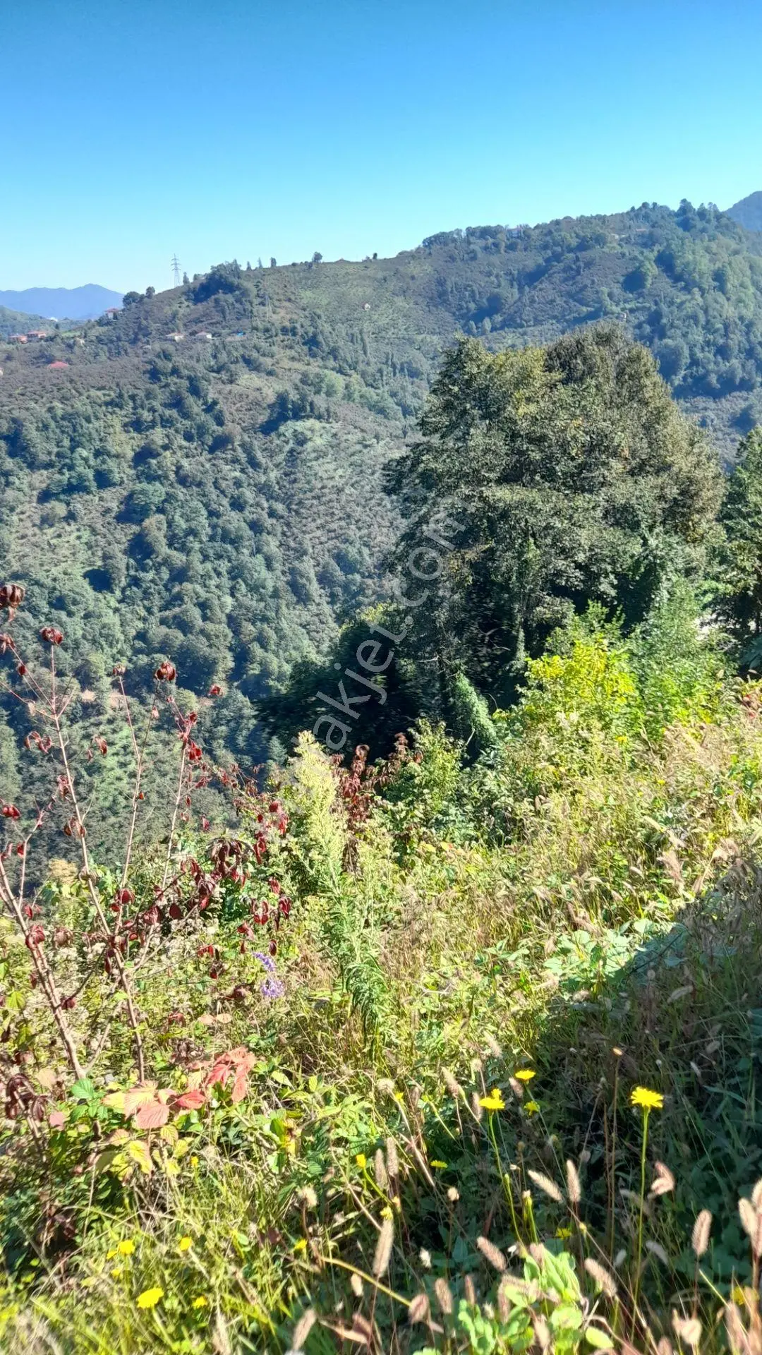 Wisremden Giresun Keşap'ta Deniz Manzaralı Bahçe — fotoğraf 24
