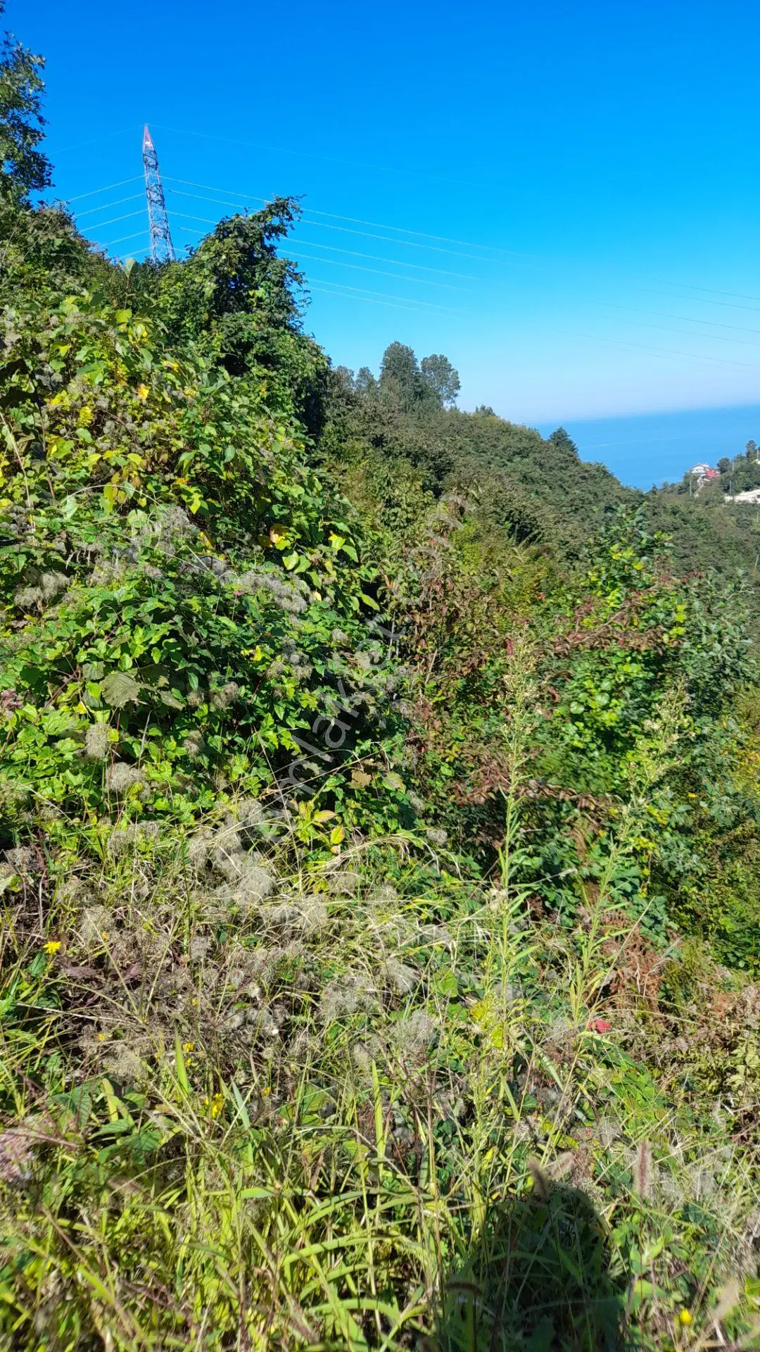 Wisremden Giresun Keşap'ta Deniz Manzaralı Bahçe — fotoğraf 26