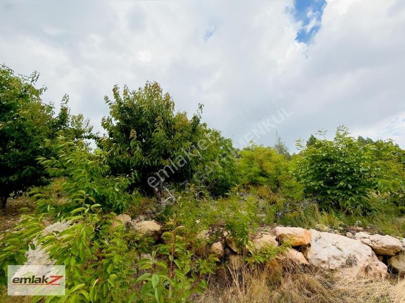 Toroslar Arslanköyde Uygun Fiyatlı 1688 M2 Satılık Şeftali Bahçe