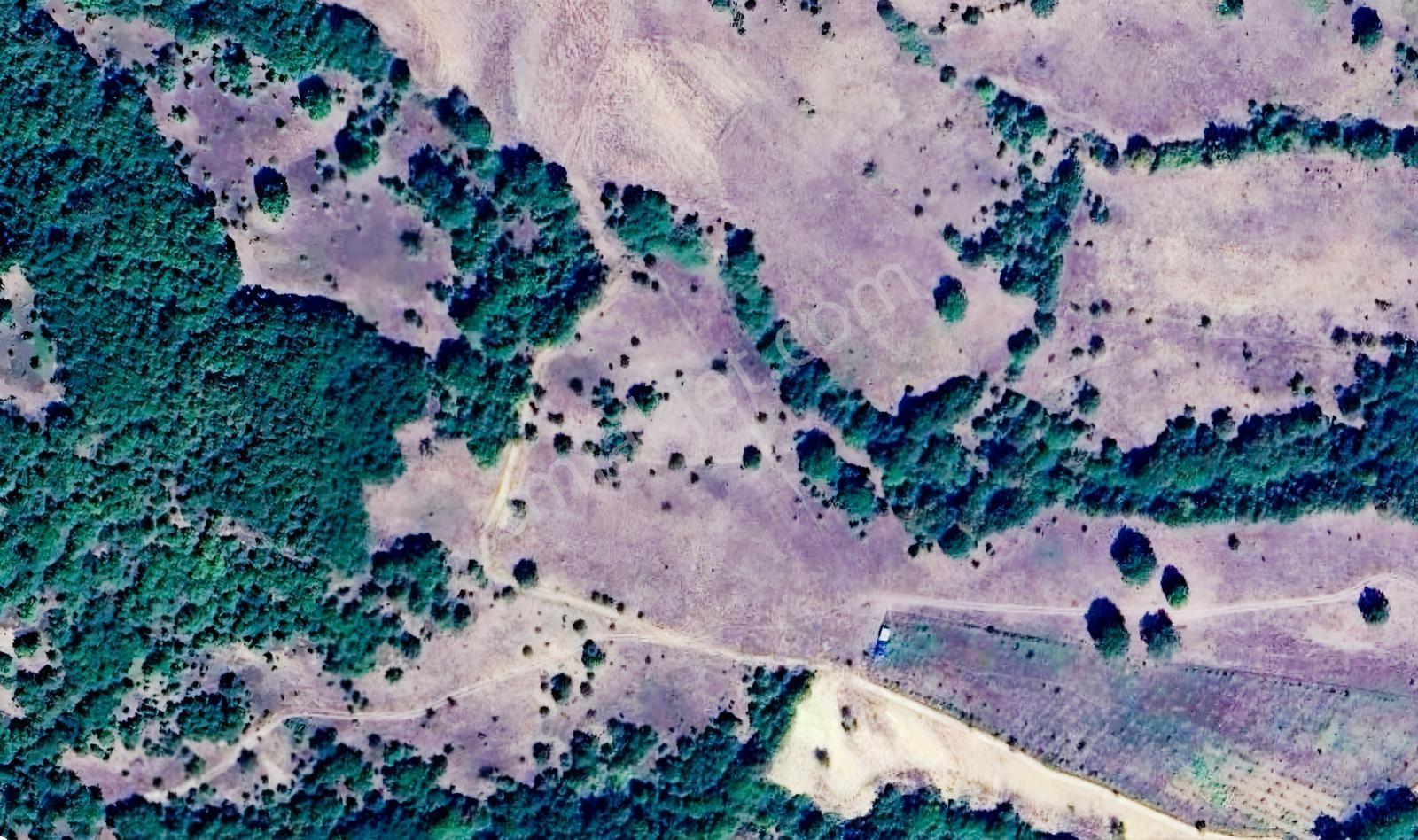 Bursa Yenişehir Paşayaylada 5.518 M² Müstakil Tapulu Tarla — fotoğraf 4