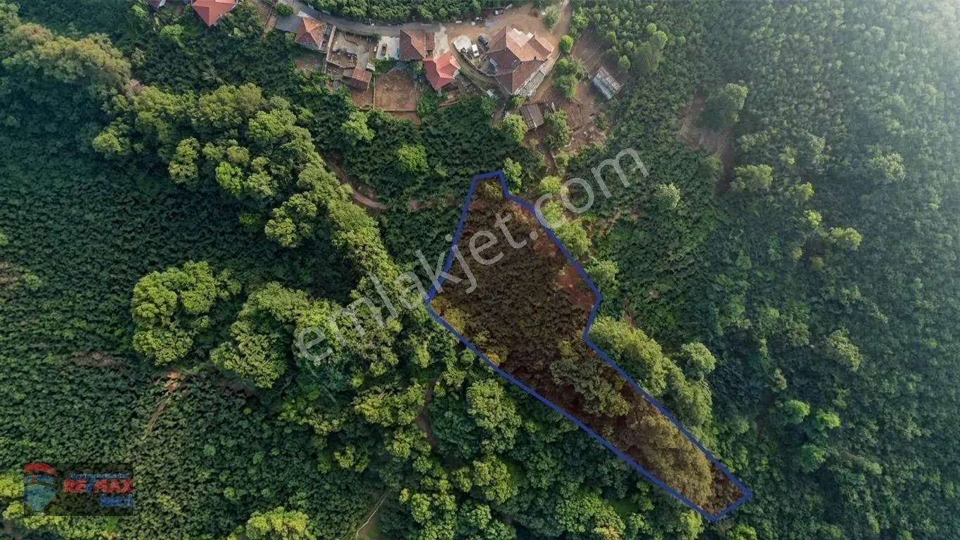Re/max İnci'den Fatsa Tepecik’te Satılık Fındık Bahçesi — fotoğraf 3