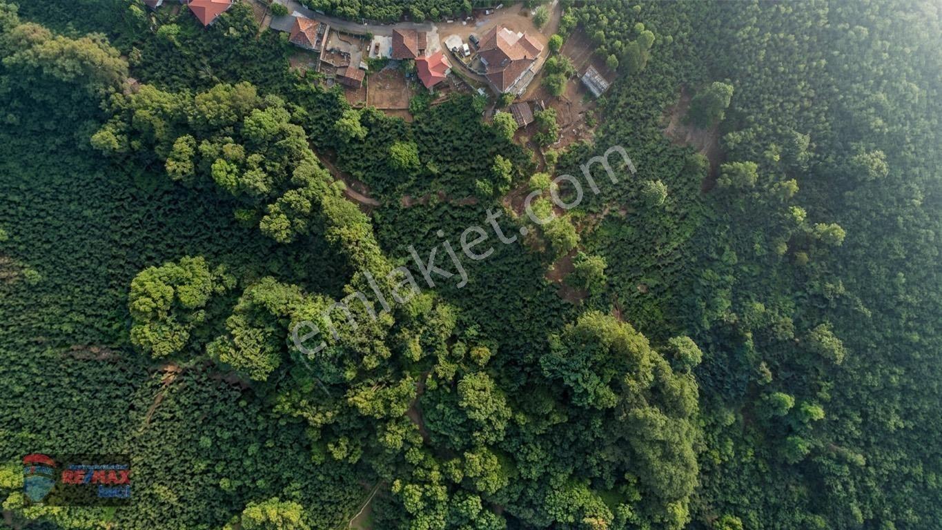 Re/max İnci'den Fatsa Tepecik’te Satılık Fındık Bahçesi — fotoğraf 8