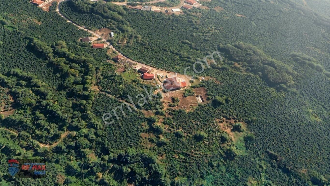 Re/max İnci'den Fatsa Tepecik’te Satılık Fındık Bahçesi — fotoğraf 21