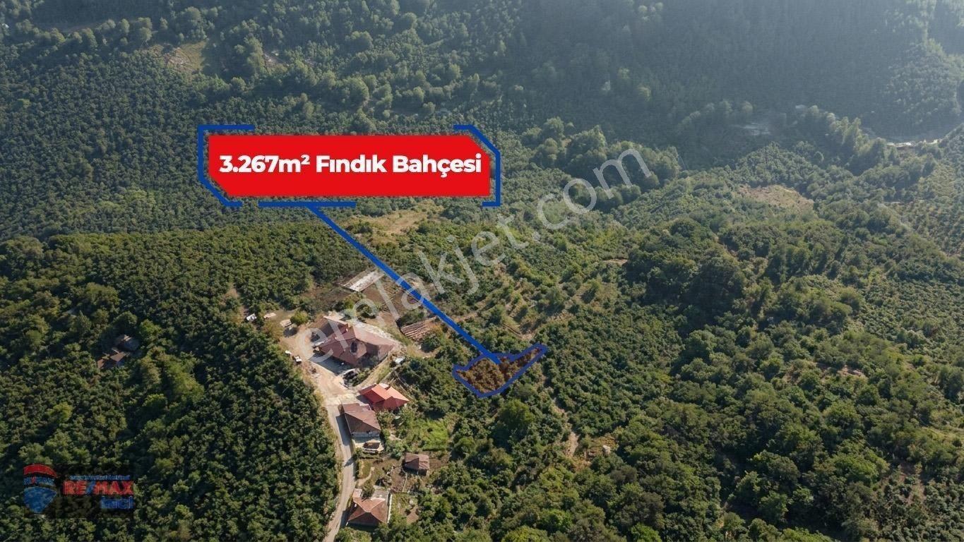 Re/max İnci'den Fatsa Tepecik’te Satılık Fındık Bahçesi — fotoğraf 34