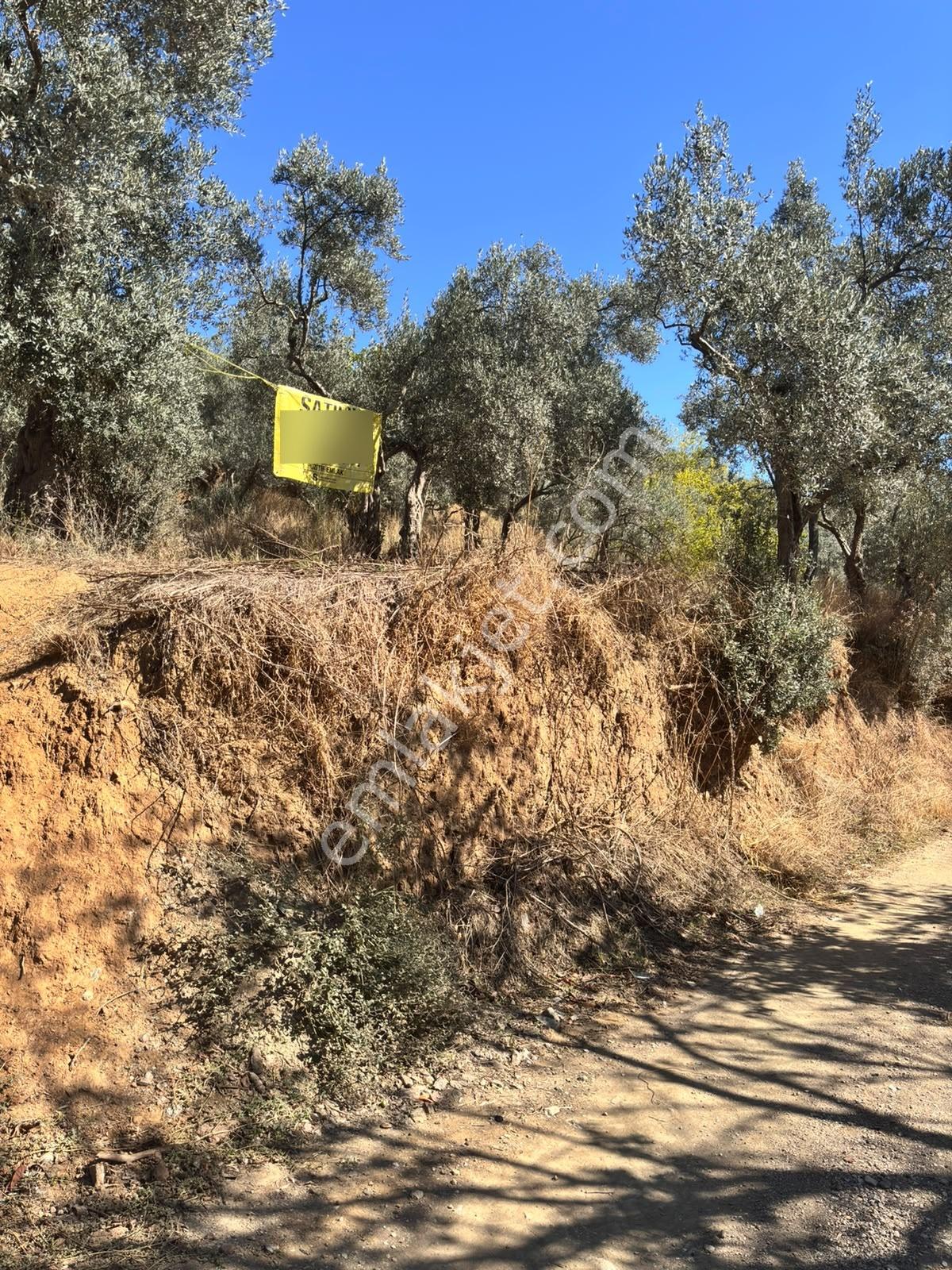 Pozitiften Oduncu Yolu Mevkinde Yola 100 Metre Cepheli Zeytinlik — fotoğraf 2