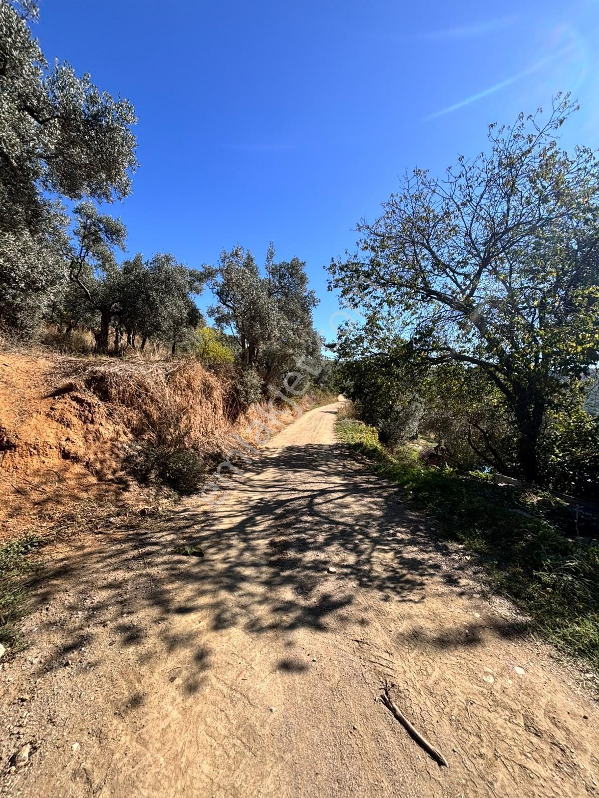 Pozitiften Oduncu Yolu Mevkinde Yola 100 Metre Cepheli Zeytinlik — fotoğraf 3