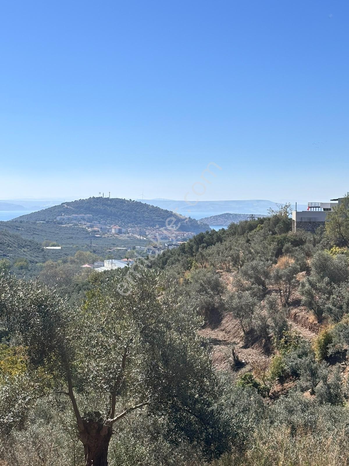 Pozitiften Oduncu Yolu Mevkinde Yola 100 Metre Cepheli Zeytinlik — fotoğraf 4