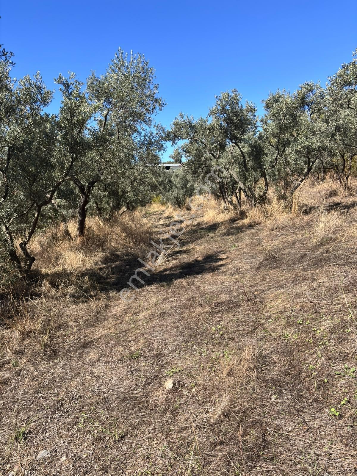 Pozitiften Oduncu Yolu Mevkinde Yola 100 Metre Cepheli Zeytinlik — fotoğraf 5