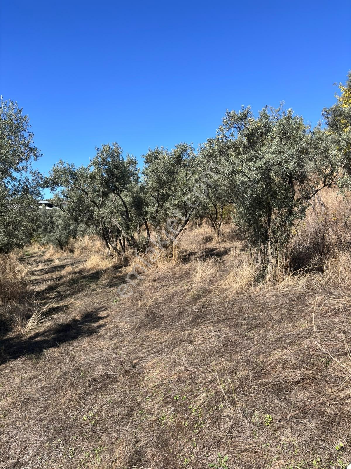Pozitiften Oduncu Yolu Mevkinde Yola 100 Metre Cepheli Zeytinlik — fotoğraf 6