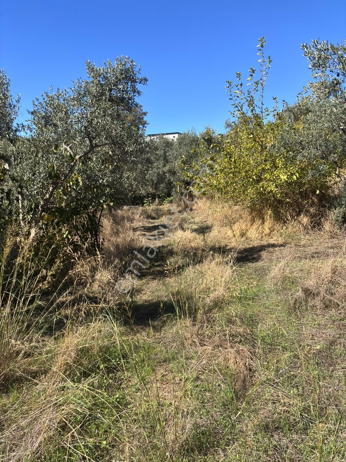 Pozitiften Oduncu Yolu Mevkinde Yola 100 Metre Cepheli Zeytinlik — fotoğraf 7
