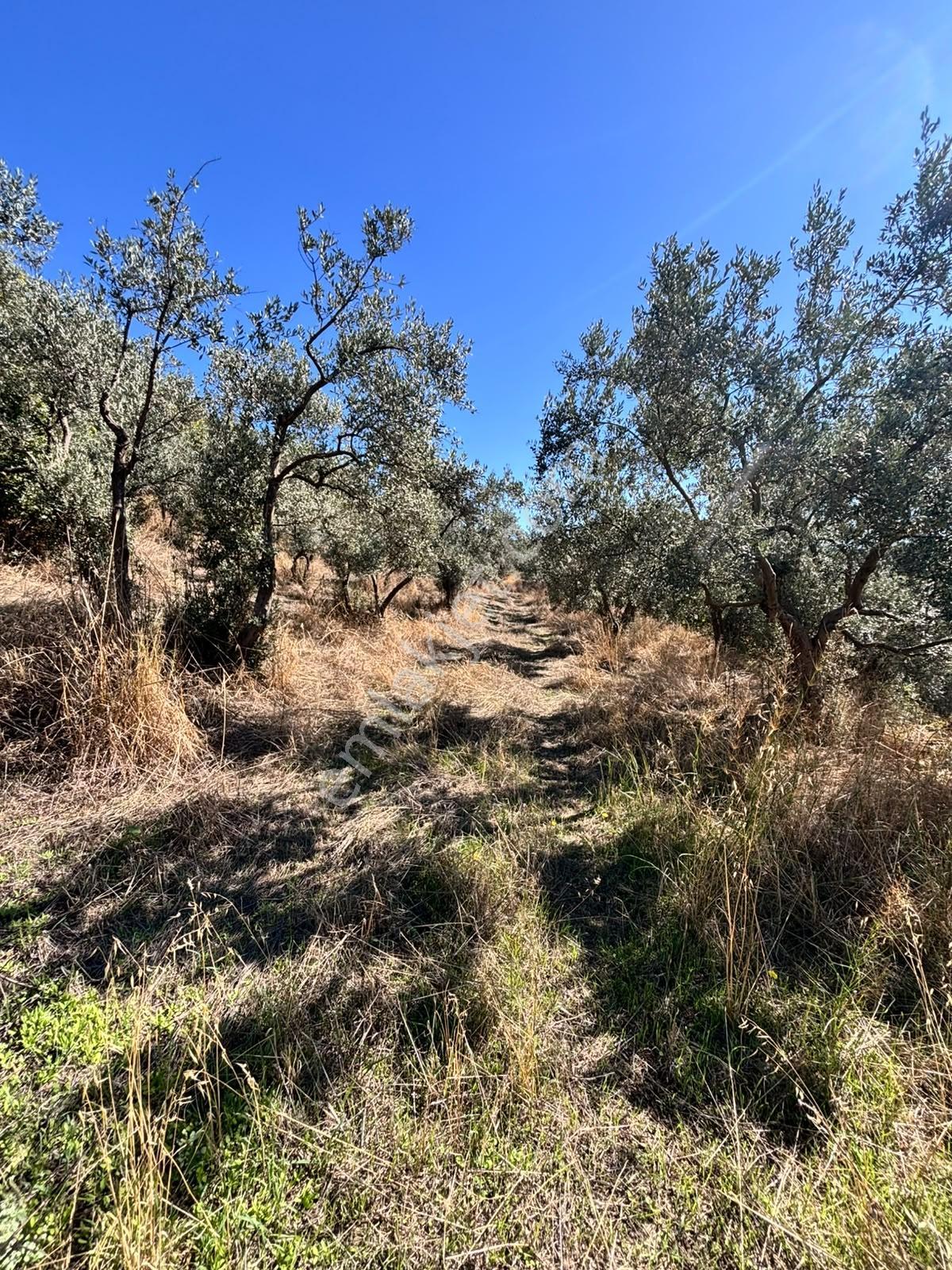 Pozitiften Oduncu Yolu Mevkinde Yola 100 Metre Cepheli Zeytinlik — fotoğraf 14
