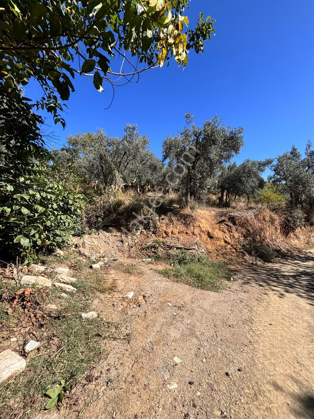 Pozitiften Oduncu Yolu Mevkinde Yola 100 Metre Cepheli Zeytinlik — fotoğraf 15