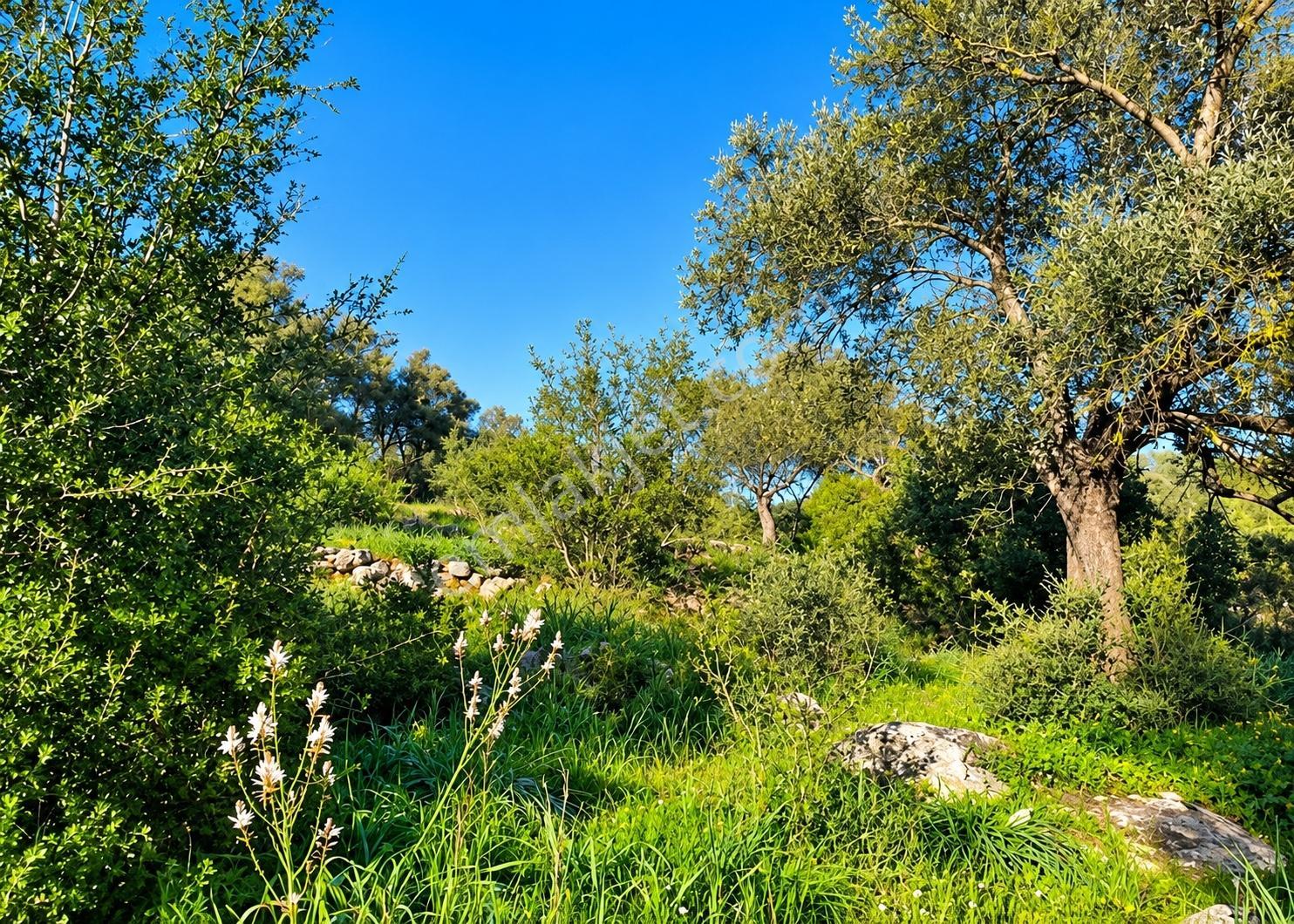 Bodrum Çiftlikte Köye Yakın Satılık Tarla Yatırımlık Arazi — fotoğraf 2