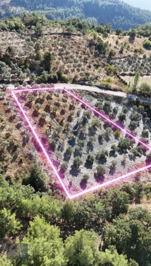 Muğla Menteşe Denizovada 3.390 M² Zeytinlik