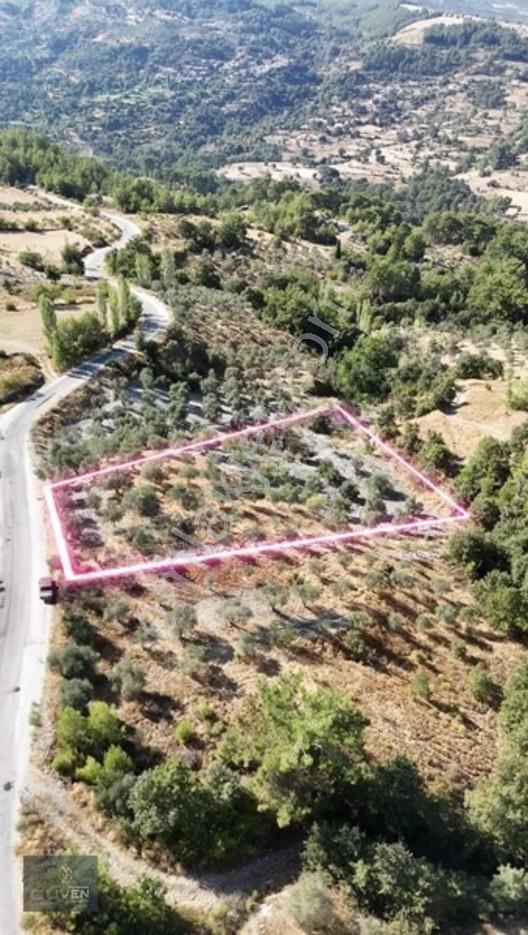 Muğla Menteşe Denizovada 3.390 M² Zeytinlik — fotoğraf 2