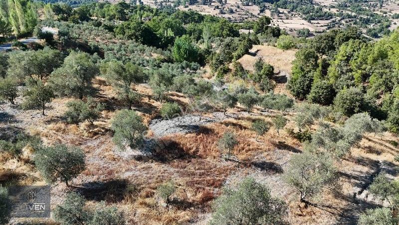 Muğla Menteşe Denizovada 3.390 M² Zeytinlik — fotoğraf 3