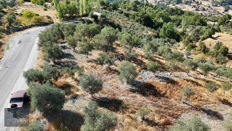 Muğla Menteşe Denizovada 3.390 M² Zeytinlik — fotoğraf 4