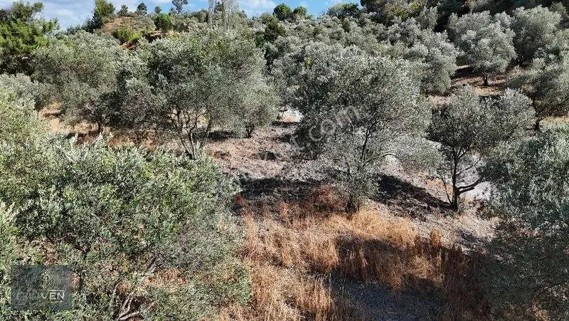 Muğla Menteşe Denizovada 3.390 M² Zeytinlik — fotoğraf 5