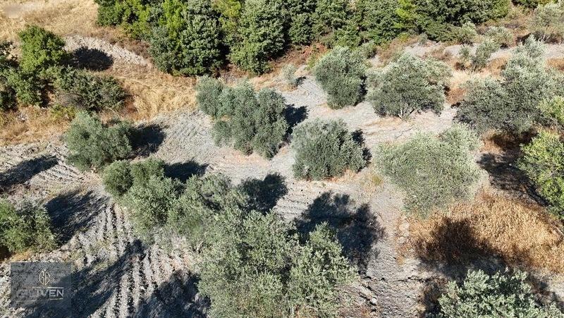 Muğla Menteşe Denizovada 3.390 M² Zeytinlik — fotoğraf 6