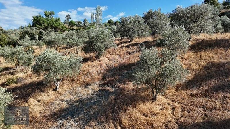 Muğla Menteşe Denizovada 3.390 M² Zeytinlik — fotoğraf 7