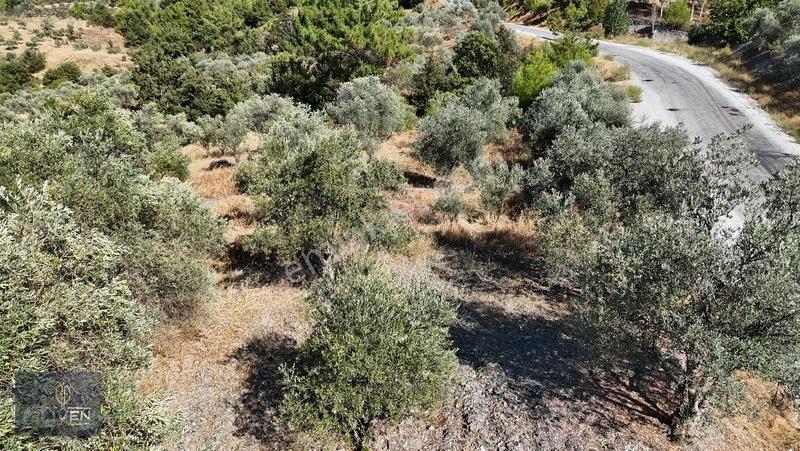 Muğla Menteşe Denizovada 3.390 M² Zeytinlik — fotoğraf 8